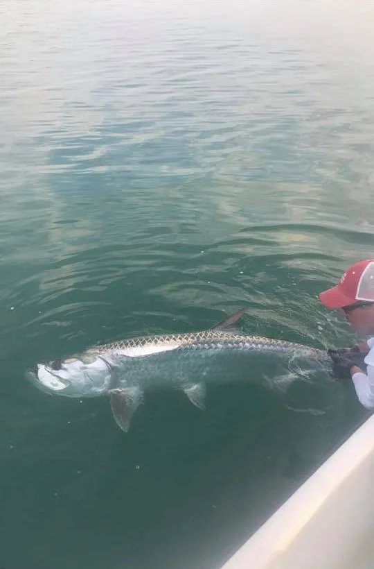 Tarpon caught during a Fort Pierce fishing trip