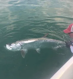 Tarpon caught in Fort Pierce, Florida